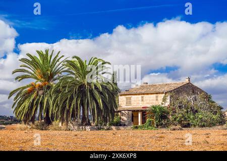 Vecchia finca abbandonata con due palme Foto Stock