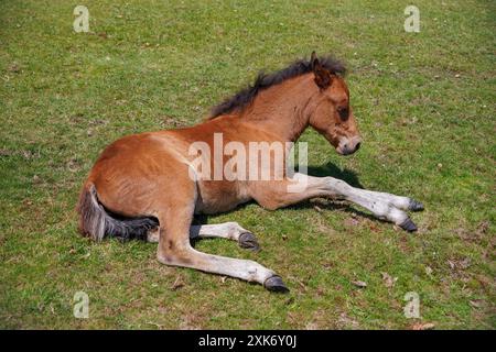 giovane puledro di cavallo bruno che riposa sull'erba. adorabili animali carini Foto Stock
