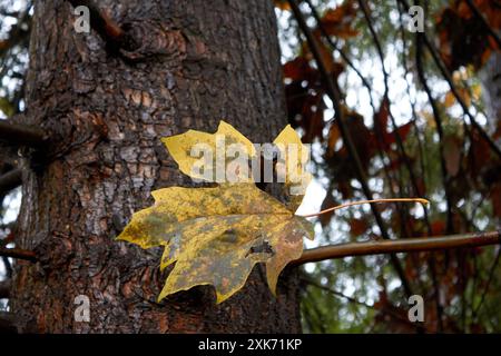 Una foglia d'acero giallo è forata attraverso un ramo su un albero. Foto Stock