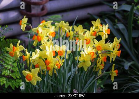 Un grande bouquet di narcisi nella serra. Foto Stock