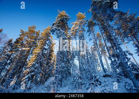 Pineta europea in crescita (pinus sylvestris) a Winter, Finlandia Foto Stock