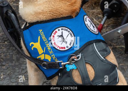 Cane di assistenza che indossa il giubbotto o l'imbracatura con lettura di patch cane da lavoro non disturbare, Regno Unito Foto Stock