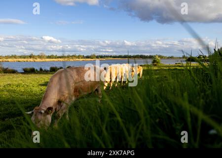 Mucche che vagano liberamente in un campo del parco nazionale di biesbosch nei paesi bassi, una delle mucche ha un vitello Foto Stock