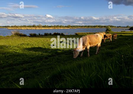 Mucche che vagano liberamente in un campo del parco nazionale di biesbosch nei paesi bassi, una delle mucche ha un vitello Foto Stock