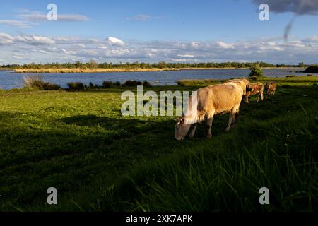 Mucche che vagano liberamente in un campo del parco nazionale di biesbosch nei paesi bassi, una delle mucche ha un vitello Foto Stock