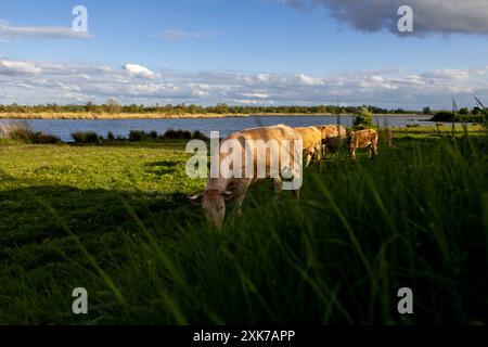 Mucche che vagano liberamente in un campo del parco nazionale di biesbosch nei paesi bassi, una delle mucche ha un vitello Foto Stock