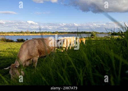 Mucche che vagano liberamente in un campo del parco nazionale di biesbosch nei paesi bassi, una delle mucche ha un vitello Foto Stock