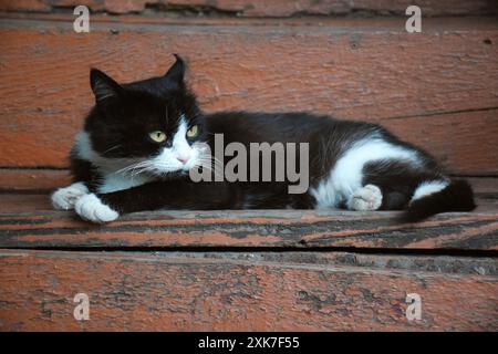 Divertente gattino grigio longhair grande con i grandi occhi verdi che si trovano sul tavolo bianco. Adorabile gatto soffice leccarsi le labbra. Spazio libero per il testo. Foto Stock