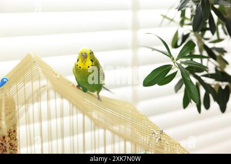 Pappagallo per animali domestici. Bel budgerigar seduto in gabbia al chiuso Foto Stock