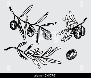 Set di ramoscelli di olive. Foglie e frutta. Illustrazione vettoriale disegnata a mano in stile grafico. Per etichette per olio, cosmetici, striscioni, cartoline, poster, volantini. Illustrazione Vettoriale