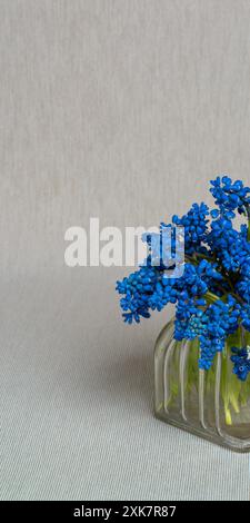 Bouquet delicato. Geocypti di Muscari in un vaso di vetro su sfondo grigio chiaro. Tenerezza. Fresca fragranza primaverile. Calma la natura morta. Giacinti Foto Stock