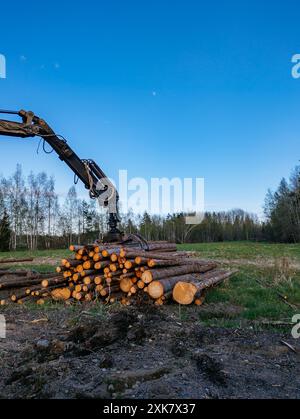 Caricamento di log con macchinari idraulici su autocarri. Foto Stock