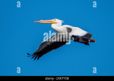 Il pellicano bianco sorvola l'isola di Merritt. Foto Stock