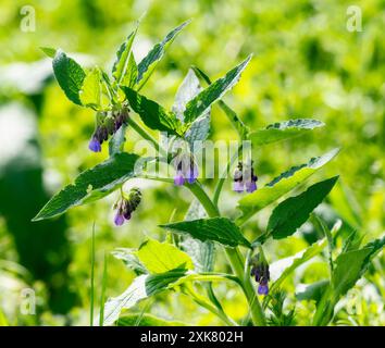 Un vivace gambo verde di Common Comfrey; Symphytum officinale; fiorisce con un gruppo di fiori viola su uno sfondo morbido; verde; fuori fuoco. Foto Stock