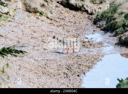 Un uccello di rana rossa comune (Tringa totanus) cammina attraverso le distese fangose e le acque poco profonde in cerca di cibo. L'uccello sta saltando attraverso una piccola insenatura in un tida Foto Stock