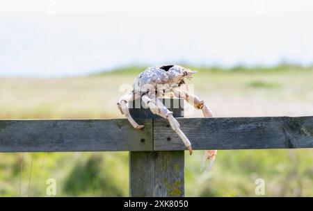 Un guscio di granchio ragno comune (Libinia emarginata) poggia su un palo di recinzione in legno con i suoi artigli che si estendono ai lati; su uno sfondo di sfocato gr Foto Stock