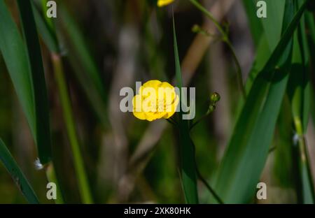 Un singolo fiore giallo di Meadow Buttercup (Ranunculus acris) fiorisce in un lussureggiante prato verde in Inghilterra. Il fiore si erge alto contro una schiena sfocata Foto Stock