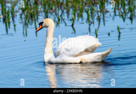 Un cigno muto bianco (Cygnus olor) scivola con grazia attraverso le calme acque blu; il collo si curvava elegantemente mentre si muove con una leggera ondulazione. Il rif del cigno Foto Stock