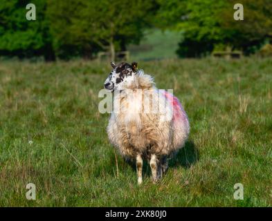 Una pecora solitaria; con segni bianchi e neri sul viso e un'etichetta rosa sul suo pile; si erge in un campo di erba verde vibrante. L'animale sta guardando Foto Stock