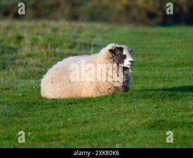 Una pecora con una faccia nera e segni bianchi sulla testa è distesa in un campo di erba verde. Le pecore guardano da un lato. Foto Stock