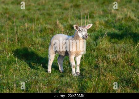 Un giovane agnello sorge in un pascolo verde; il suo manto bianco risplende alla luce del sole. L'agnello è rivolto verso la macchina fotografica; le orecchie si alzano; Foto Stock