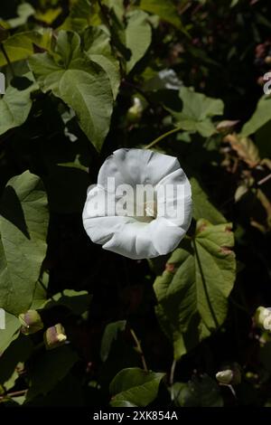 Calystegia sepium - grande fiore di alghe bindali sulla costa dell'Oregon. Foto Stock