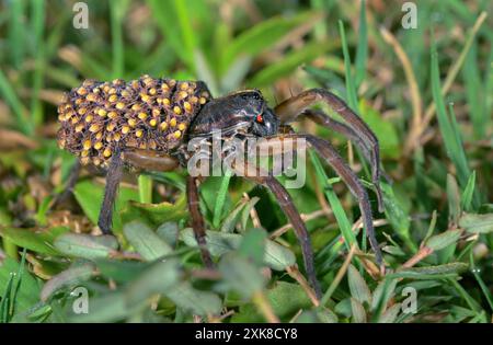 Ragno lupo gigante paludoso (Tigrosa helluo) femmina con ragni sull'addome, Galveston, Texas, Stati Uniti. Foto Stock