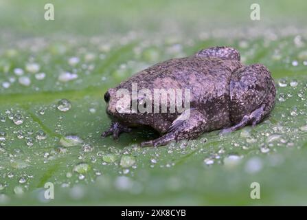 Rospo a bocca stretta orientale, o rospo a bocca stretta, (Gastrophryne carolinensis) su foglia verde coperta da gocce d'acqua, messa a fuoco impilata, Galveston, Texas Foto Stock