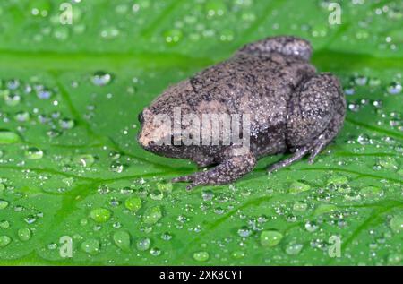 Rospo a bocca stretta orientale, o rospo a bocca stretta (Gastrophryne carolinensis) su foglia verde coperta da gocce d'acqua piovana, Galveston, Texas, USA Foto Stock