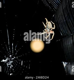 La tessitrice orbitale di Hentz, la tessitrice orbitale maculata o il ragno incrociato fienile (Neoscona crucifera) costruisce la sua rete di notte contro la luna piena, Galveston, Texas, Stati Uniti Foto Stock