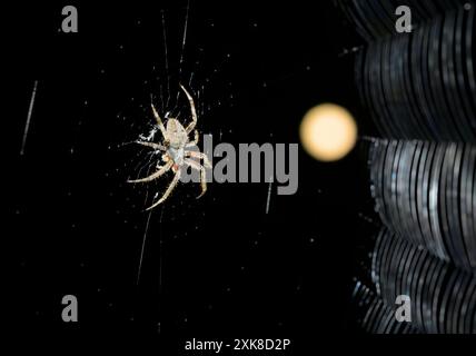 Hentz orbweaver, orbweaver macchiato, o ragno fienile (Neoscona crucifera) nella sua ragnatela di notte contro la luna piena, Galveston, Texas, Stati Uniti. Foto Stock