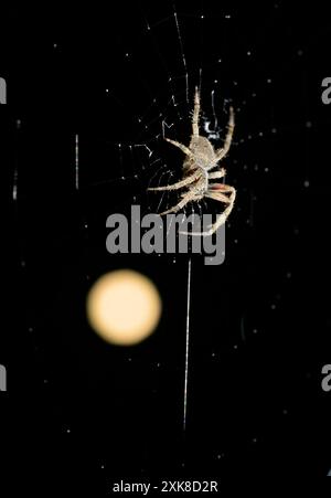 Hentz, orbweaver o orbweaver macchiato, o ragno incrociato fienile (Neoscona crucifera) nella sua ragnatela di notte contro la luna piena, Galveston, Texas, Stati Uniti. Foto Stock