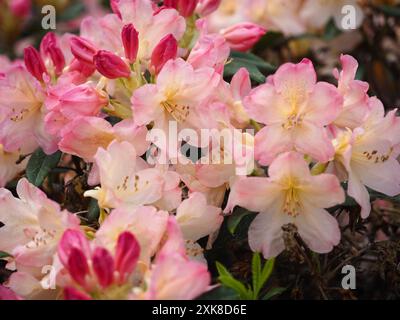 splendidi fiori di rododendro in fiore nel giardino Foto Stock