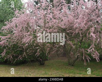 Fiori rosa in fiore nel giardino (Tamarix parviflora o tamarisco di piccoli fiori) Foto Stock