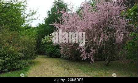 Fioritura di fiori rosa nel giardino (Tamarix parviflora o piccolo tamerico di fiori) - parco botanico di Glinna Polonia Foto Stock