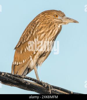 Heron notturno con corona nera, giovanile, arroccato su un filo elettrico. WPCP Sunnyvale, Contea di Santa Clara, California, Stati Uniti. Foto Stock