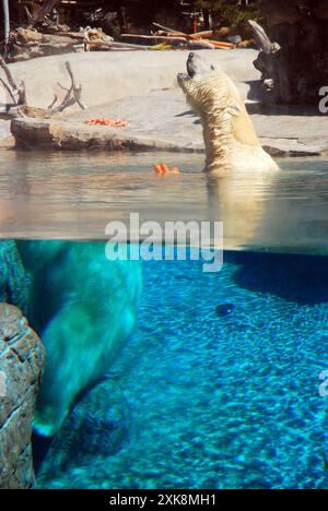 L'acqua e la parete di vetro creano un'illusione ottica, dividendo un orso polare a metà in uno zoo Foto Stock