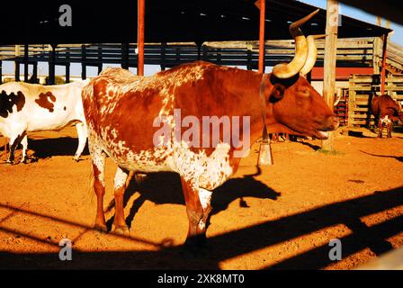 Un toro del Texas longhorn sta nella sua penna Foto Stock