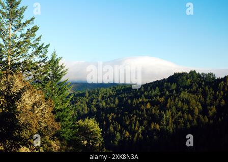 Un banco nebbia inizia a rotolare sulle colline della contea di Marin in California Foto Stock