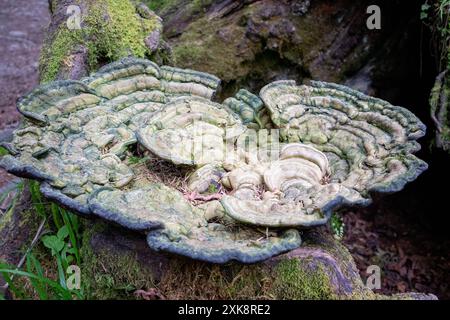 Grande staffa fungo cresce su un albero caduto nel Parco Nazionale Olimpico. Foto di alta qualità Foto Stock