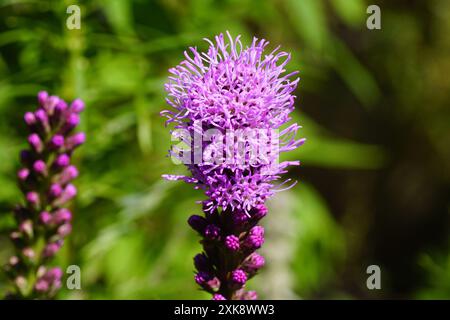 Liatris spicata, densa stella luminosa, piume di prateria, piume di gaypiume, filetto di serpente. Primo piano fiori viola, rosa. Giardino olandese, estate, luglio. Foto Stock