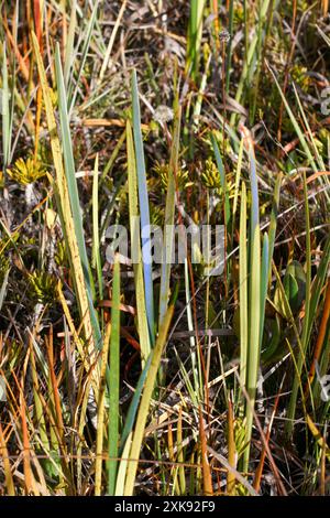 Foglia blu iridescente di Stegolepis ligulata, nell'habitat naturale di Amuri Tepui, Venezuela Foto Stock