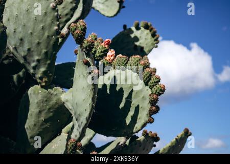 Fico d'India (Opuntia) che cresce e fiorisce sulla Costa Azzurra, con il mare sullo sfondo Foto Stock