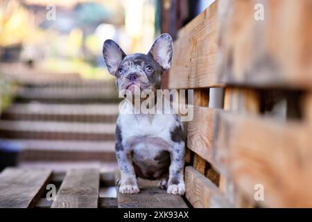 Giovane cane Bulldog francese blu merle tan seduto su una tavolozza di legno Foto Stock