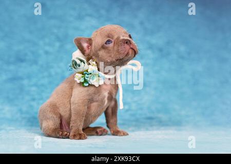 Quattro settimane purosangue giovane Lilac Brindle Bulldog francese cucciolo con naso e coda sani e lunghi. Foto Stock