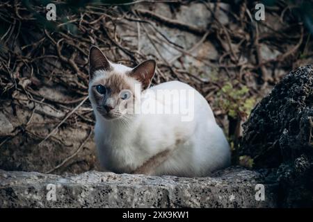 Gatto siamese nel pittoresco villaggio di Saint Paul de Vence nel sud della Francia Foto Stock