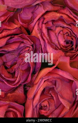 Primo piano di sei teste di fiori sbiadite di rose rosse arancioni schiacciate insieme a faccia in su Foto Stock