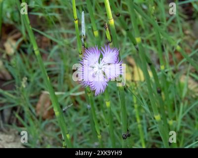 Dianthus hyssopifolius fiore rosa con petali frangiati. Pianta a fiore rosa frangia. Foto Stock