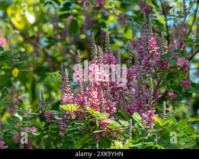 La tinctoria di Indigofera rami con foglie e fiori rosa nel giardino soleggiato. Vera pianta di indaco della famiglia dei fagioli, la fonte del colorante indaco. Foto Stock