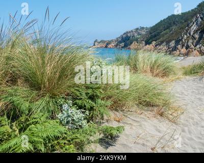 Vegetazione di dune di sabbia nella riserva naturale della spiaggia di Barayo, Asturie, Spagna. Eryngium maritimum, Sea holly, Sea eryngo o Sea eryngium. Ammophila sì Foto Stock